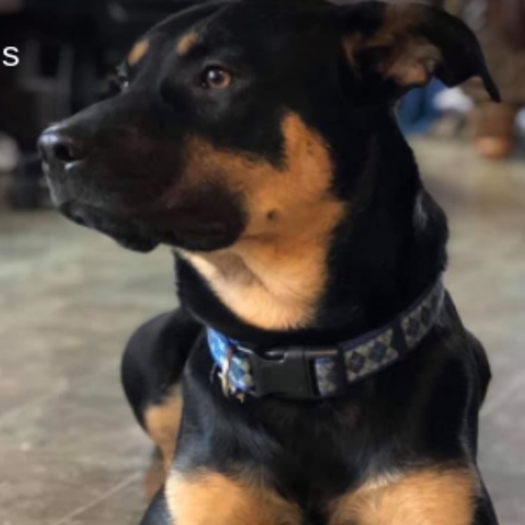 Meet your Posher, Sabrina - Picture 4 of 7